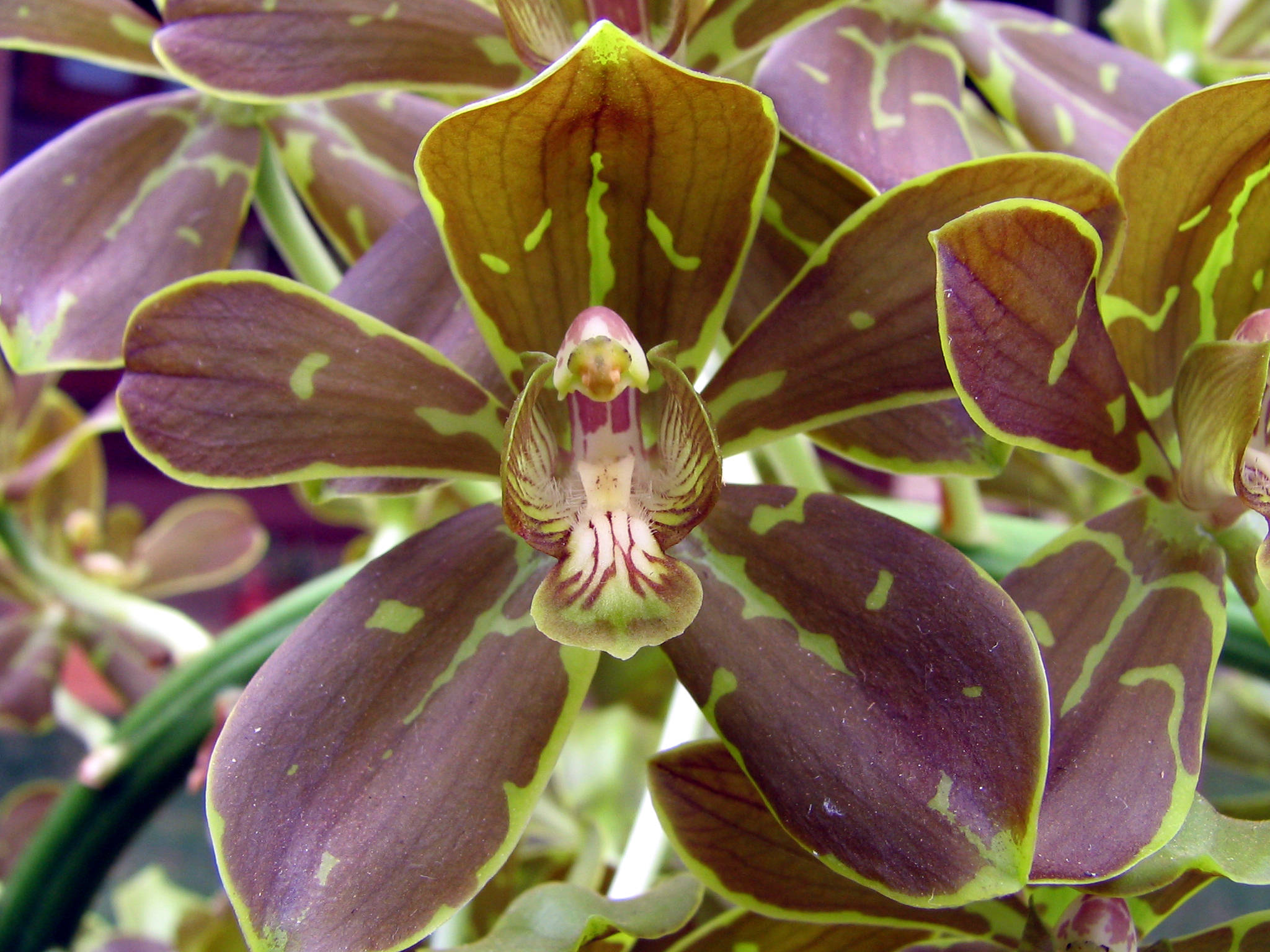 Epidendrum veroscriptum